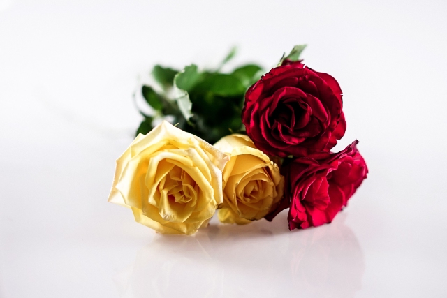 Fresh vs Preserved Roses: Which Is Best for Your Occasion?