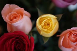 Rose Types Explained: A Quick Guide to Every Rose Variety