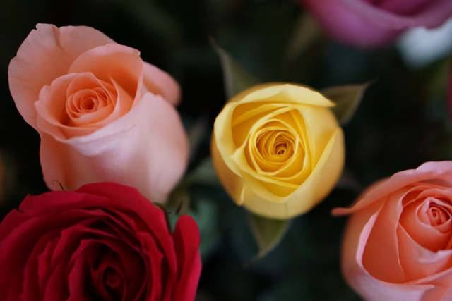 Rose Types Explained: A Quick Guide to Every Rose Variety